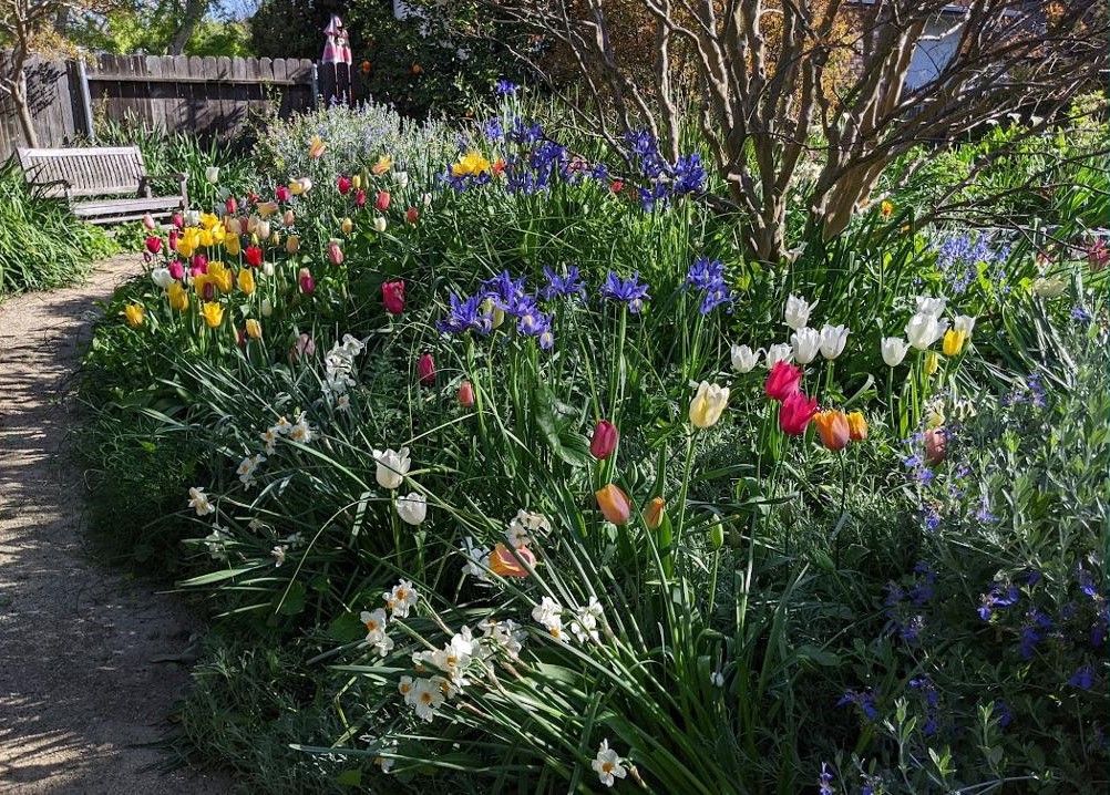 A garden consisting of red, white, and yellow tulips and other white and blue flowers.