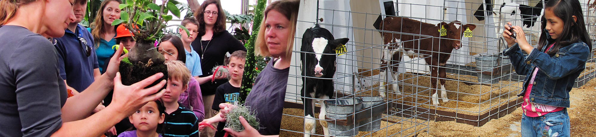 Two images merged together. In the left image, a woman shows children a plant within soil. In the right image, a girl takes photos of baby cows.