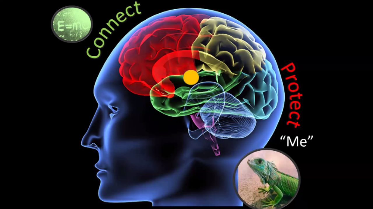 Seven Reasons for Leadership Coaches Now! Connect, Protect Brain image