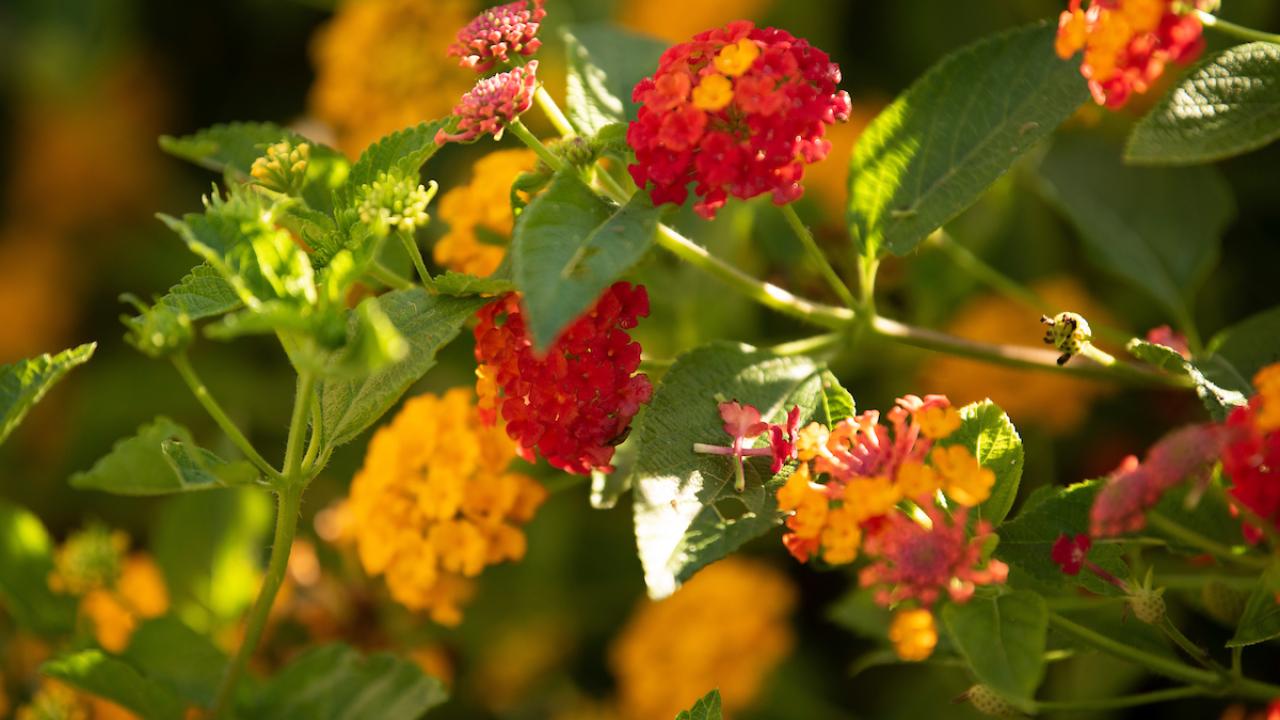 davis flower