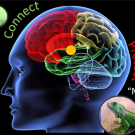 Connect, Protect Brain image